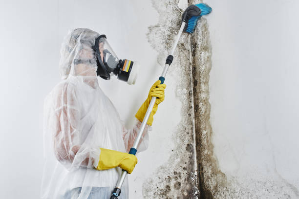 Best Mold Testing  in Mdleton, ID