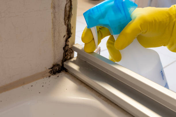 Mold Testing and Removal in Middleton, ID
