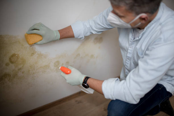 Best Commercial Mold Removal  in Mdleton, ID