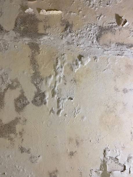 Best Mold Cleaning Services  in Mdleton, ID