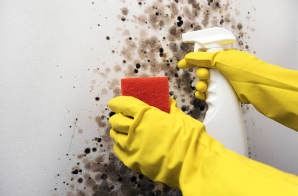 Reliable Middleton, ID Mold Removal Solutions