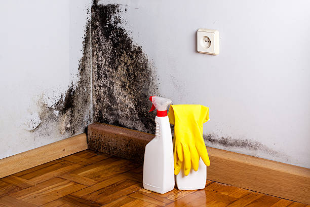 Best Mold Testing  in Mdleton, ID